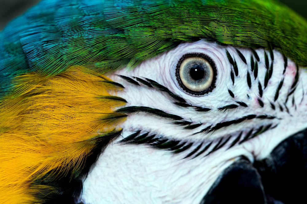 a close up of a colorful parrot's face