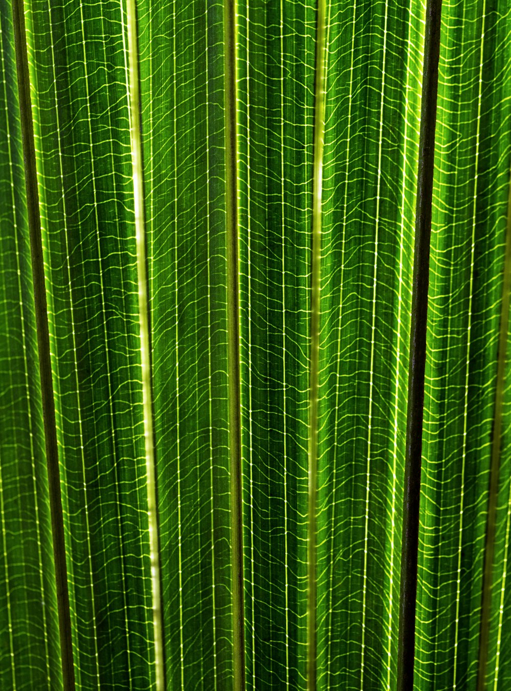 Una vista de cerca de una hoja verde