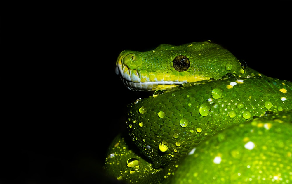Serpiente verde durante la noche