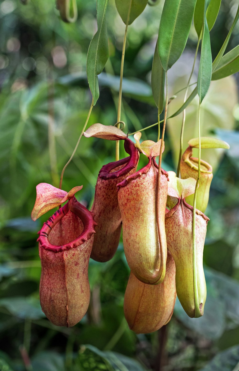 Nahaufnahme von gelben und orangefarbenen Blumen