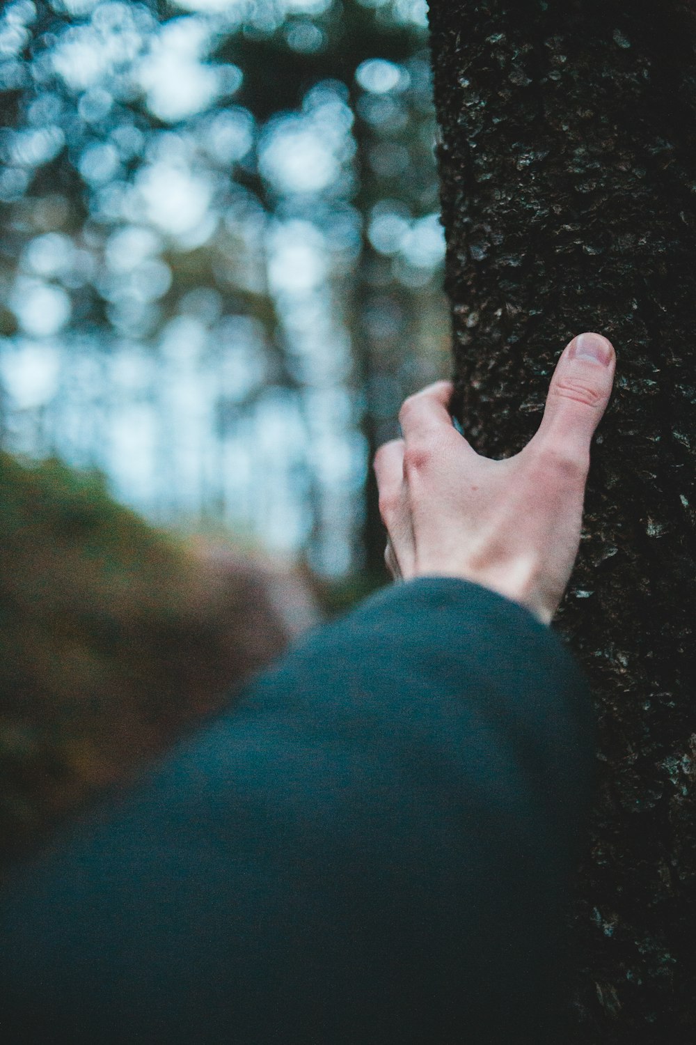person holding on tree trunk