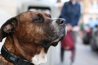 A brown and white dog with a black collar is featured prominently, looking upwards with a calm and thoughtful expression. The background is blurred, suggesting a street setting with people and urban elements.