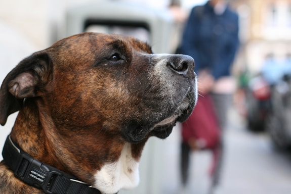 A brown and white dog with a black collar is featured prominently, looking upwards with a calm and thoughtful expression. The background is blurred, suggesting a street setting with people and urban elements.