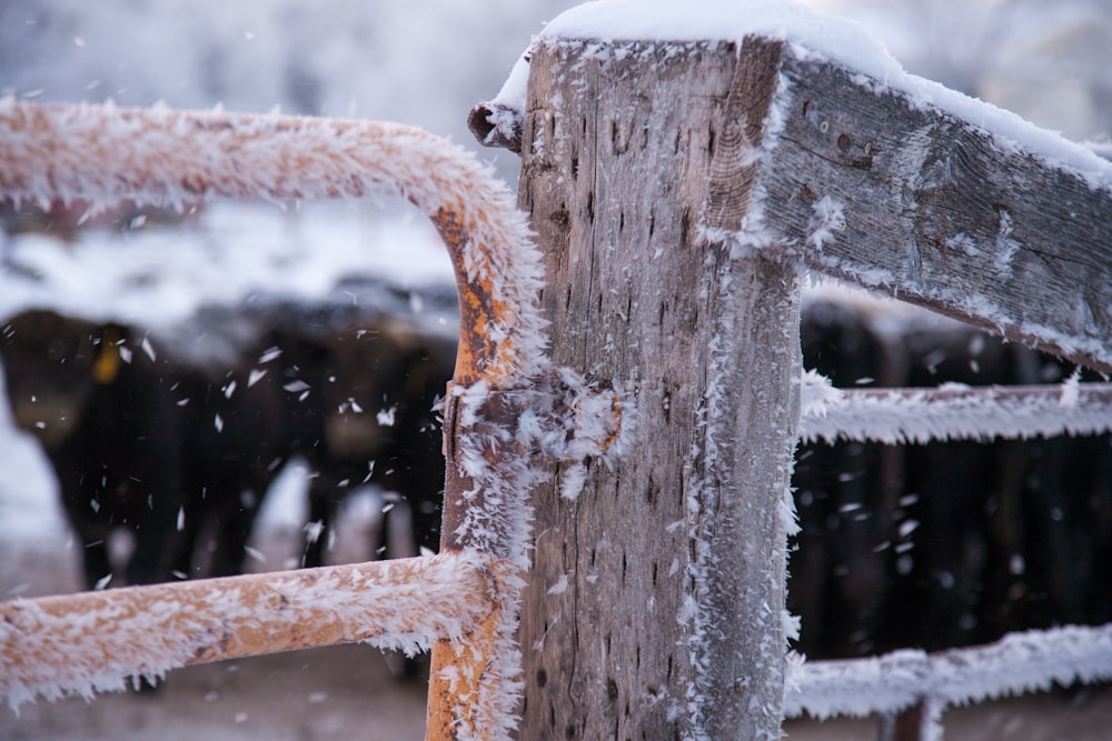 close-up photo of frozen fence