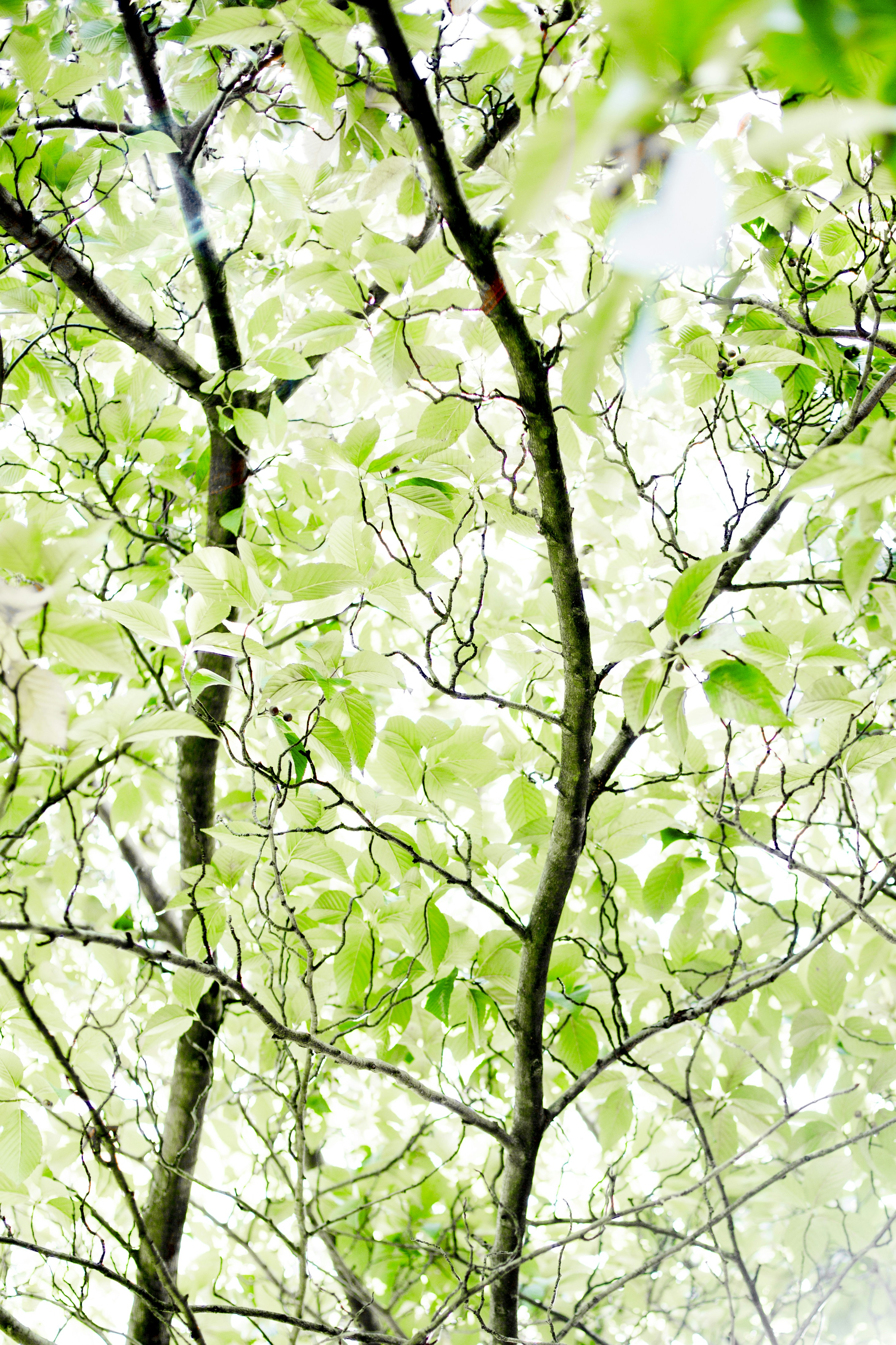 Free Tree Image On Unsplash