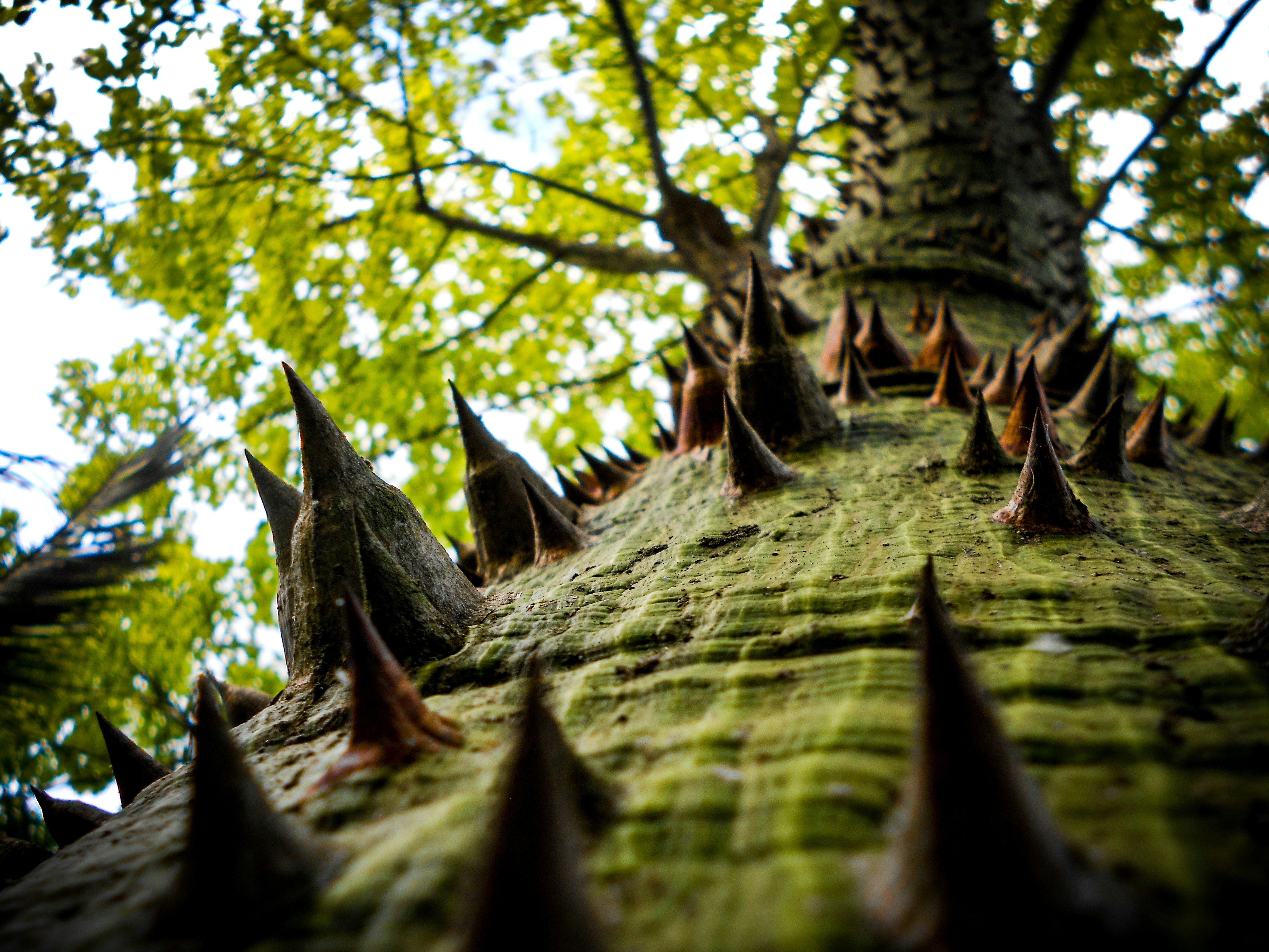 Ein sehr hoher Baum mit vielen Blättern darauf