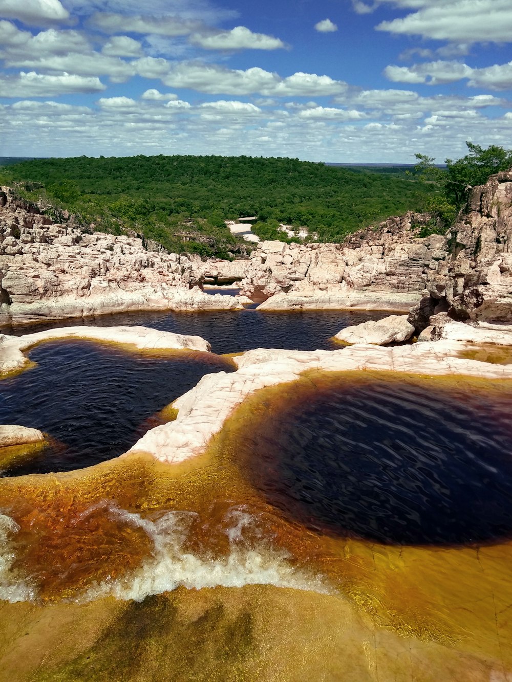 Photographie aérienne de la mer près des arbres