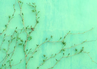 green-leafed plant