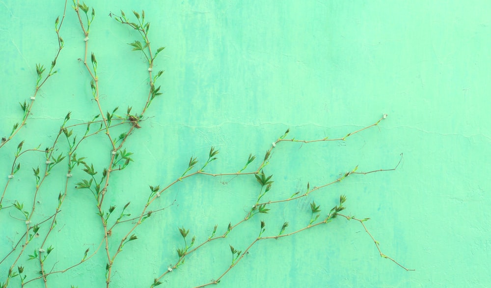 green-leafed plant