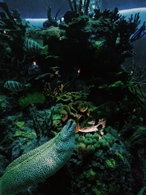 Underwater scene featuring diverse marine life including coral reefs and a variety of fish species. The lighting is dim, creating a mysterious and serene atmosphere. Prominently visible is a moray eel with distinctive spotted patterns, surrounded by colorful corals and several fish swimming through the reef.