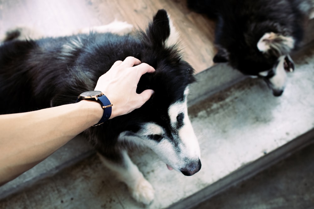 person patting dog's head