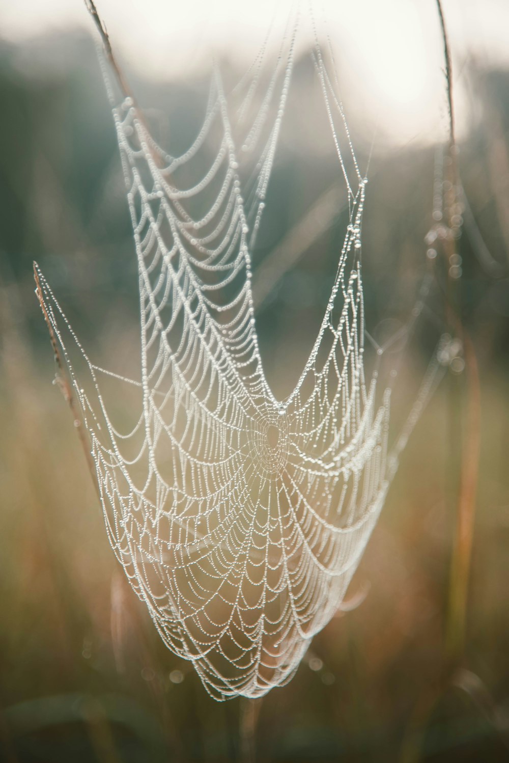 spider web