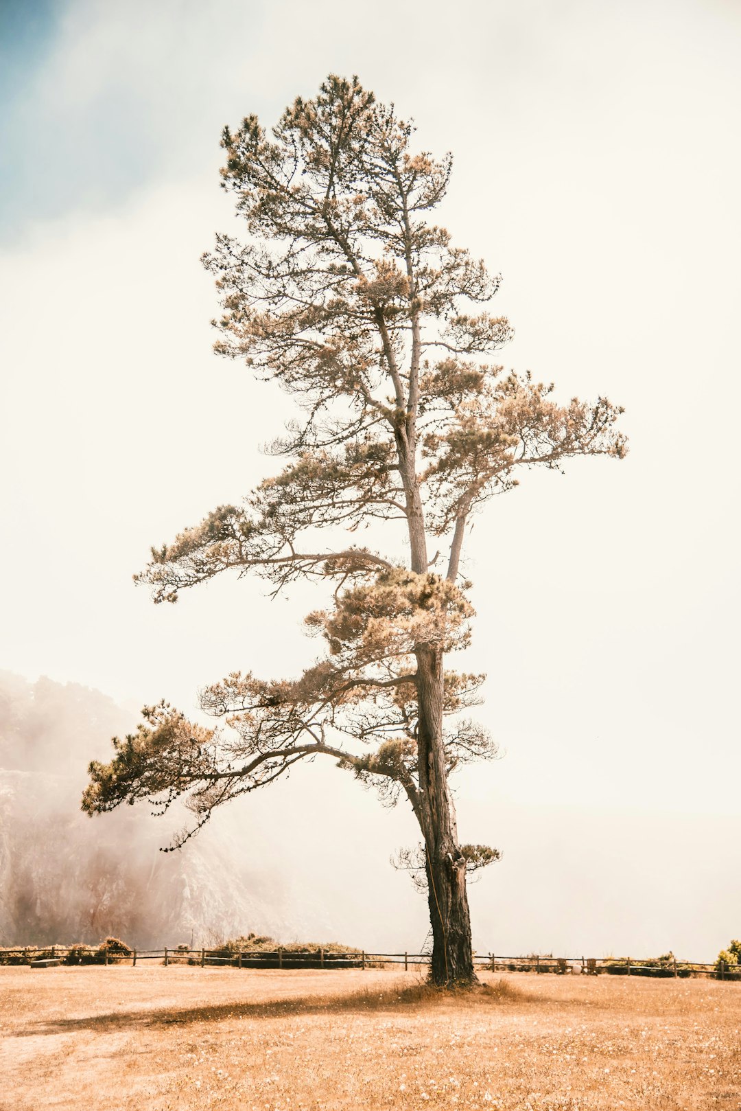 brown tall tree