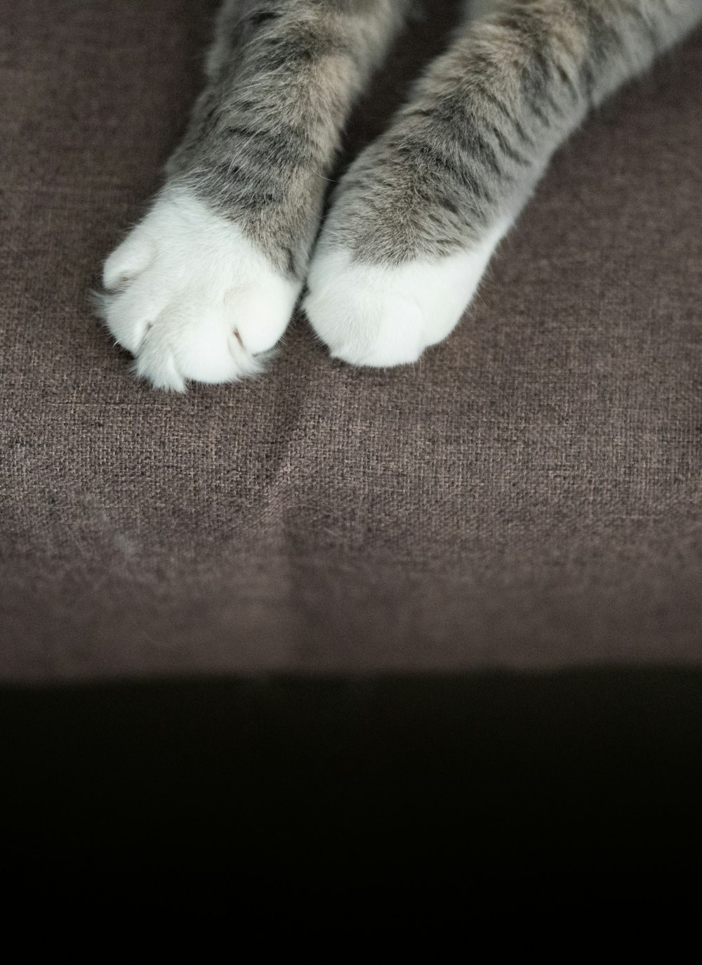black and white animal paws