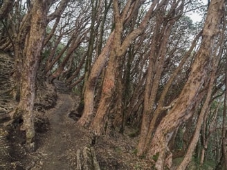A narrow, earthy path winds through a dense forest with tall, thin trees that bend and twist overhead. The trunks are rugged and mottled, with sparse undergrowth lining the trail. The setting feels secluded and untouched, creating a sense of mystery.