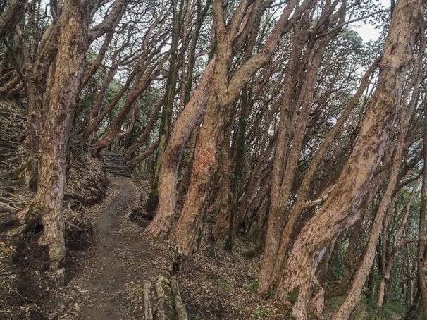 A narrow, earthy path winds through a dense forest with tall, thin trees that bend and twist overhead. The trunks are rugged and mottled, with sparse undergrowth lining the trail. The setting feels secluded and untouched, creating a sense of mystery.