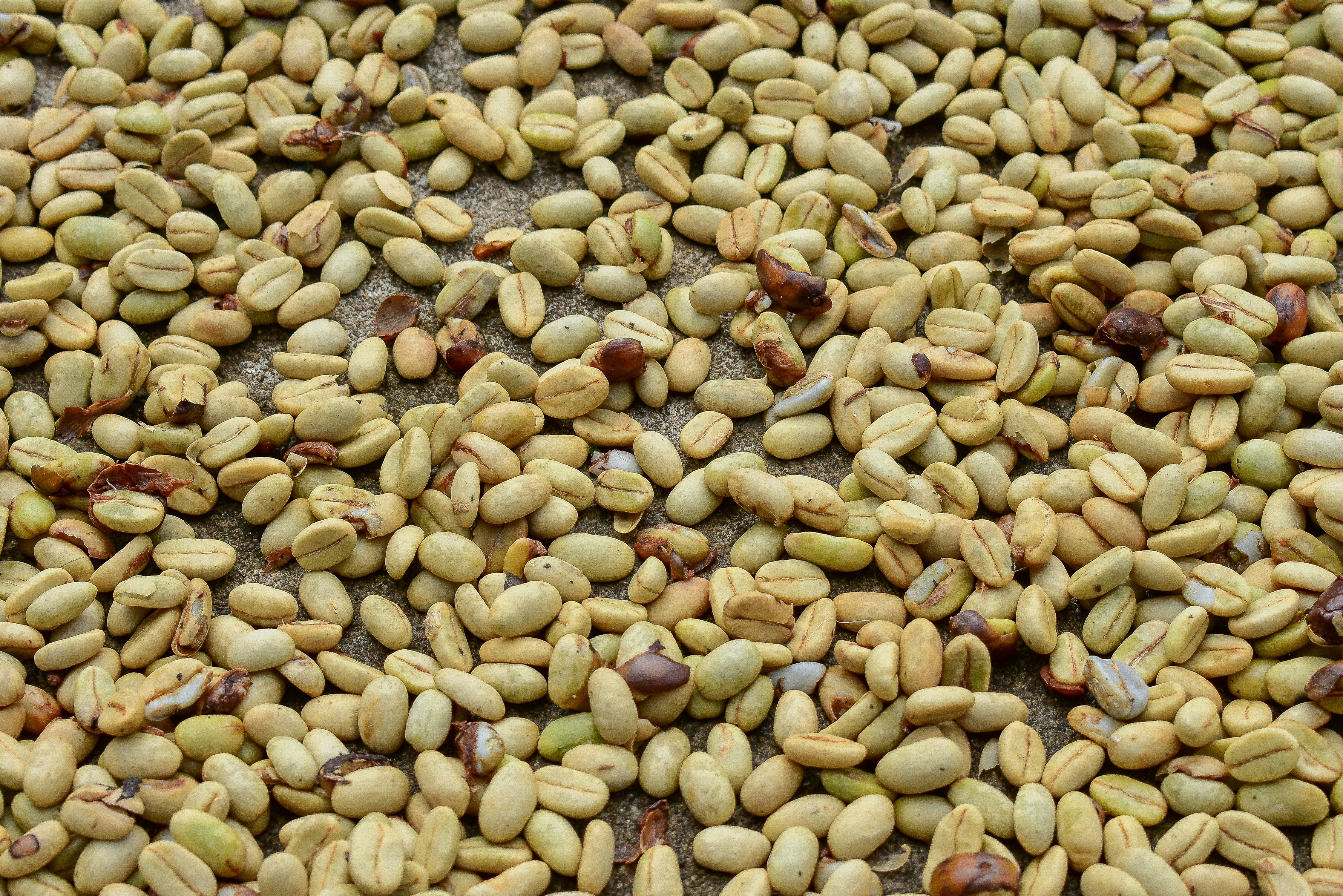 Premium Colombian Coffee Beans