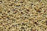 A large collection of coffee beans spread out over a flat surface. The beans display various shades of green and beige, with some showing hints of brown. They appear to be in the process of drying, scattered in an unorganized manner.