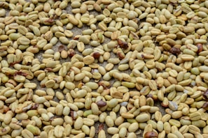 A large collection of coffee beans spread out over a flat surface. The beans display various shades of green and beige, with some showing hints of brown. They appear to be in the process of drying, scattered in an unorganized manner.