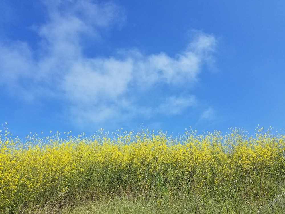 yellow petaled field flower