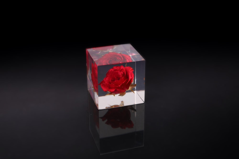 red rose in glass cube