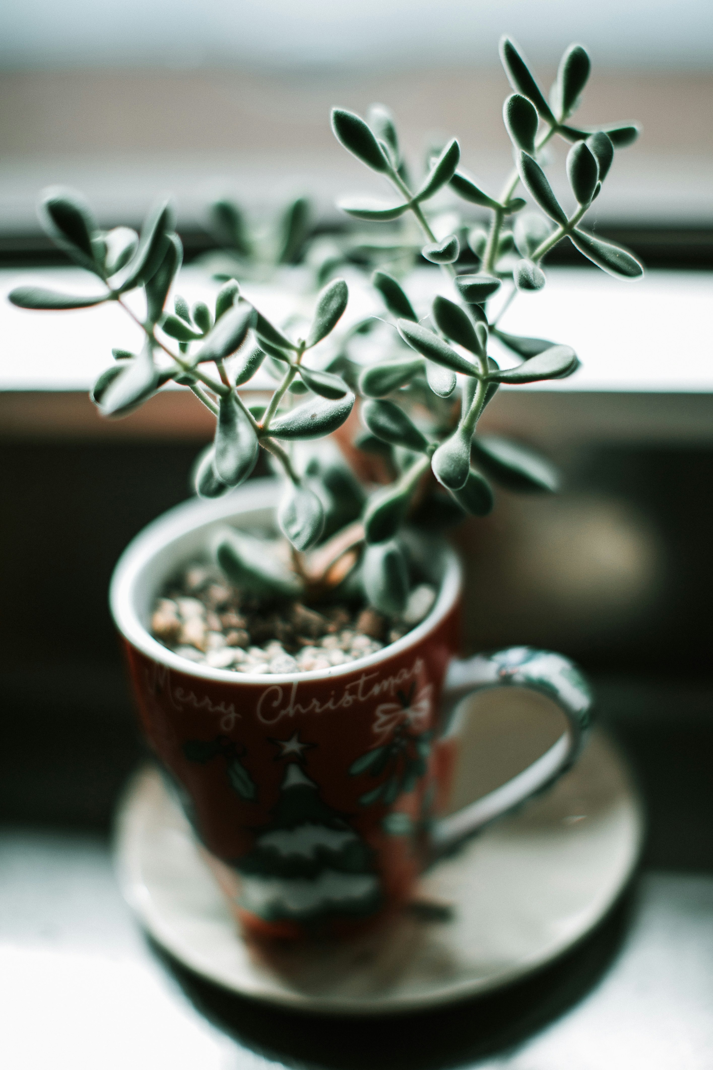 focus photography of leafed plant