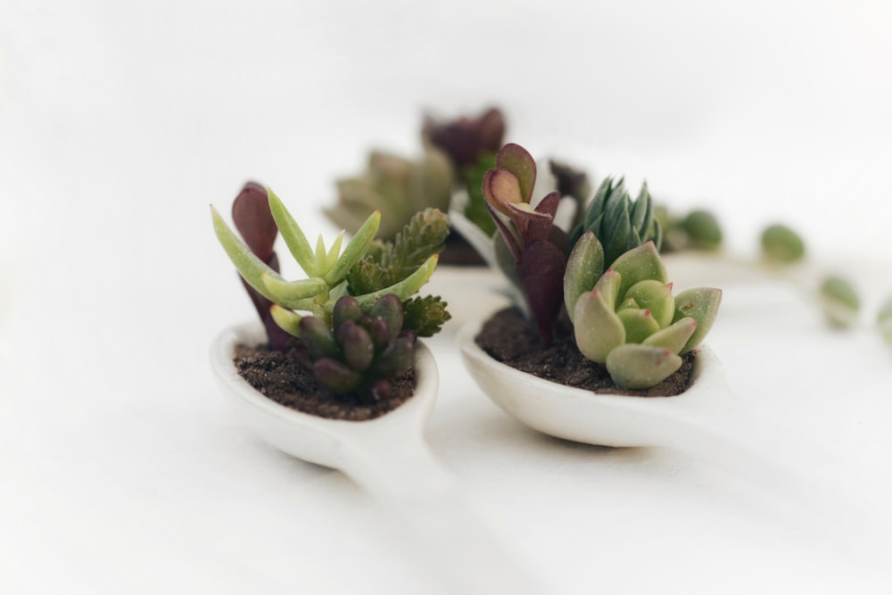 green succulents in bowl