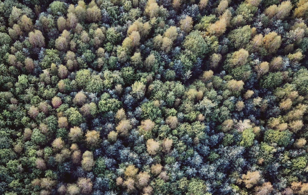 aerial photography of green trees