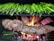 A grill loaded with green asparagus spears and various cuts of meat, including a tied roast and steaks. The flames and glowing embers from the fire beneath the grill are visible, adding heat and a vibrant orange glow to the scene.
