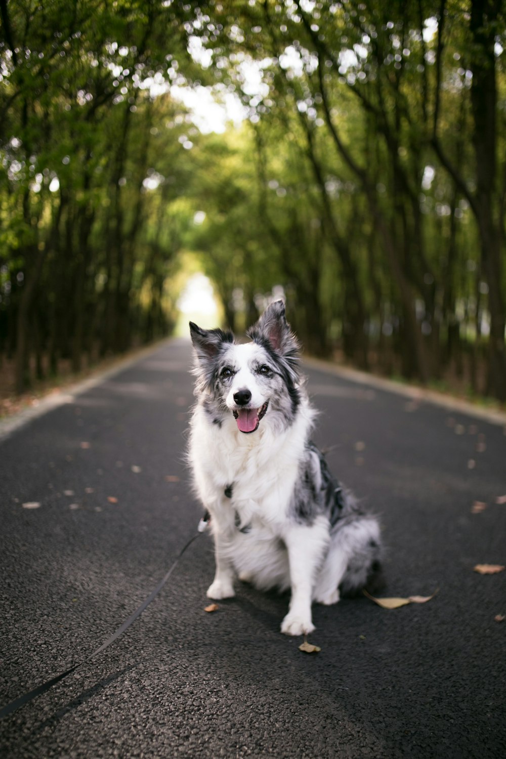 adult white and black Australian shepherd in road during daytime