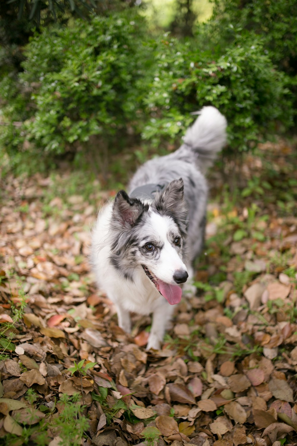 white and gray dog