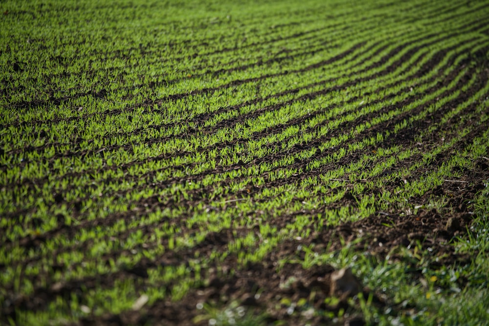 green grass field during daytime