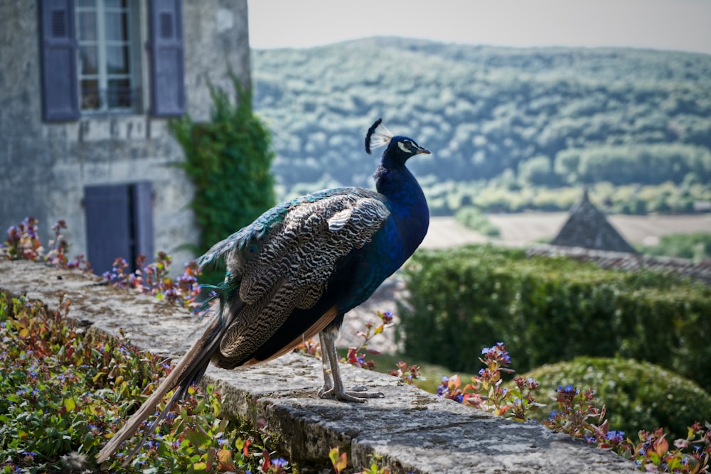 blue and gray fowl