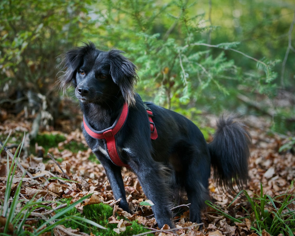 selective focus photography of adult long-coated black dog