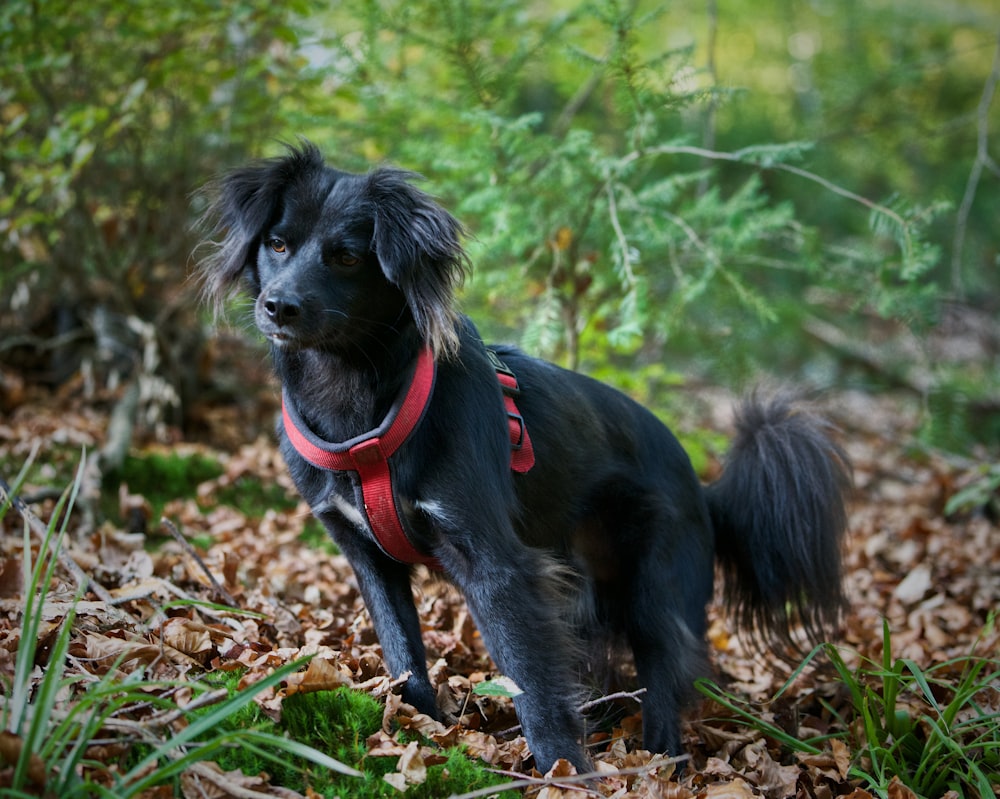 ロングコートの黒犬の成犬のセレクティブフォーカス撮影