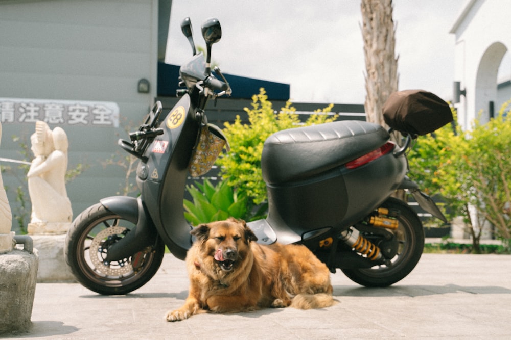 chien couché à côté d’un scooter