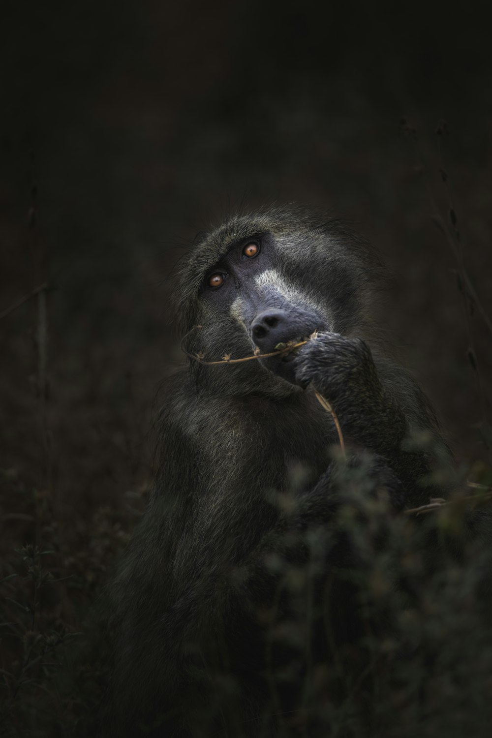 Photographie en niveaux de gris de singe