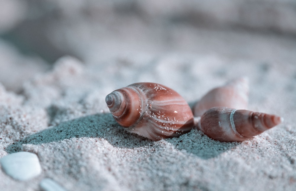 brown seashells on sand