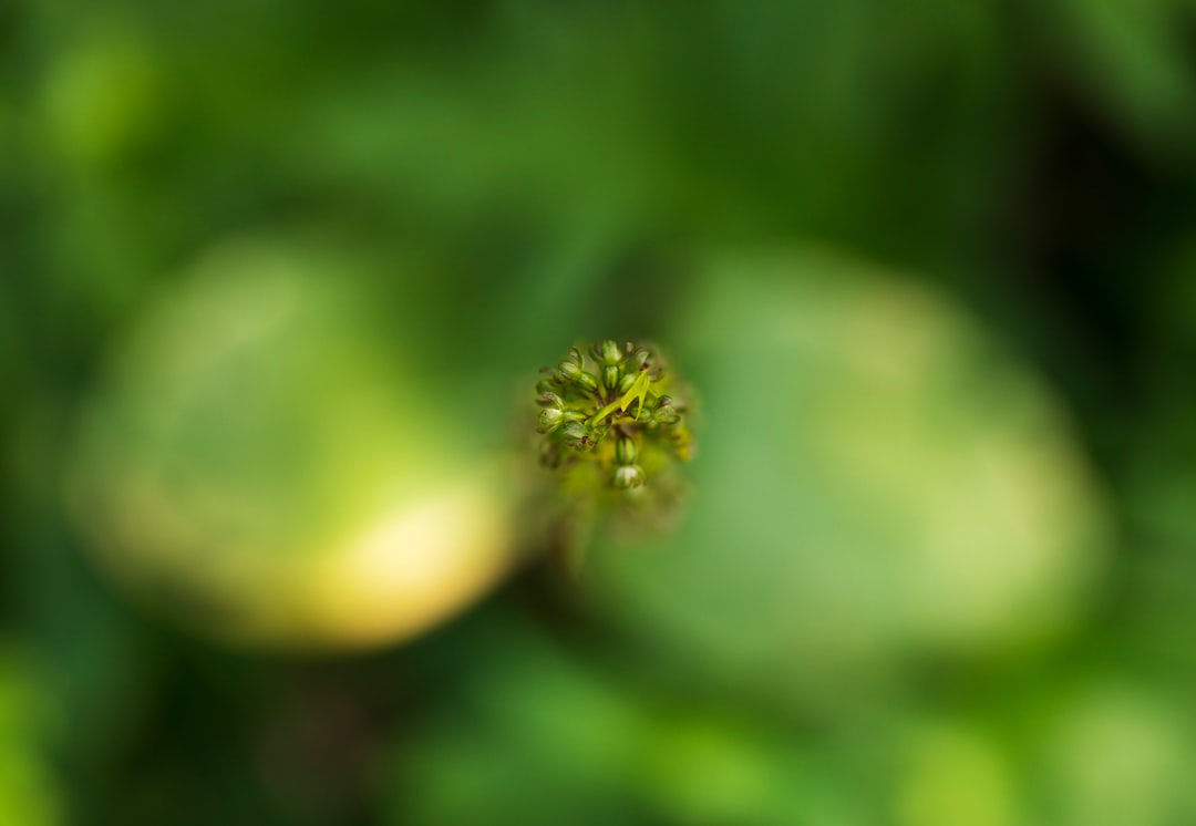 green flower