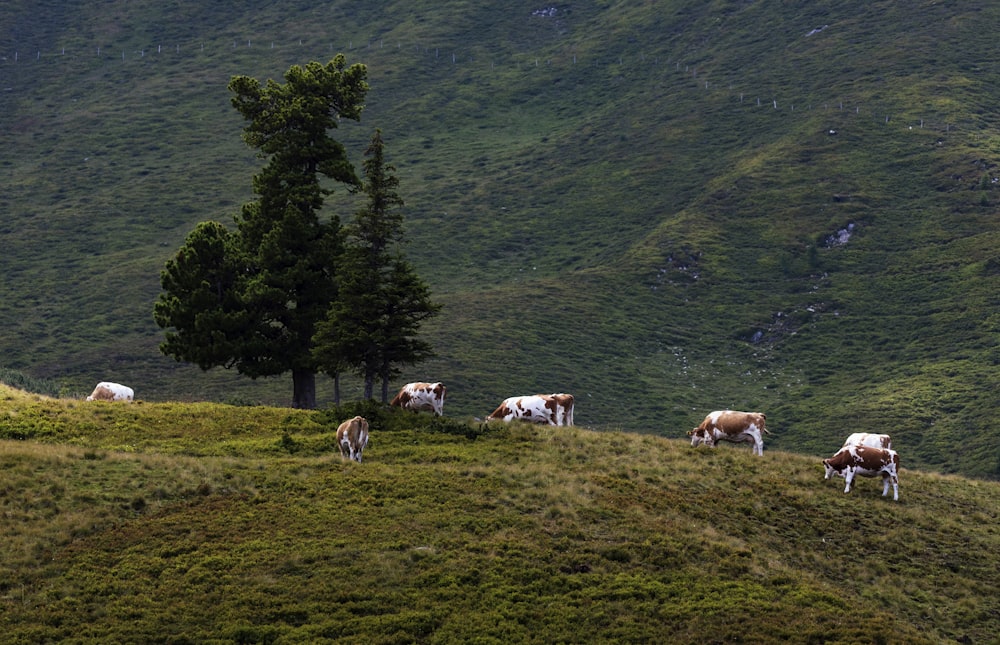cattle near green trees during daytime