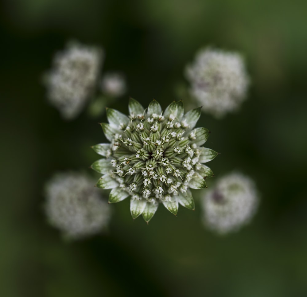 selective-focus photograph of white flower