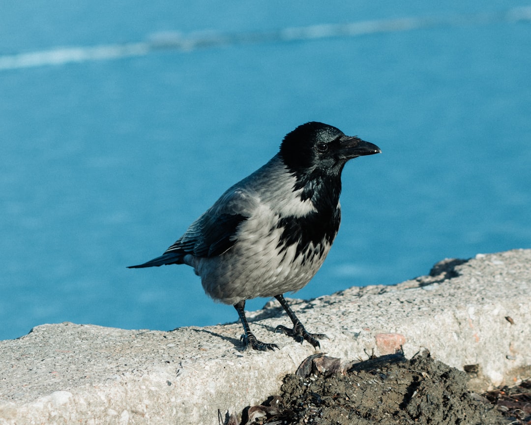 black and gray bird perching on wall