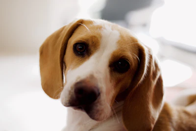 A close-up portrait of a curious beagle with soulful eyes and a slight head tilt.