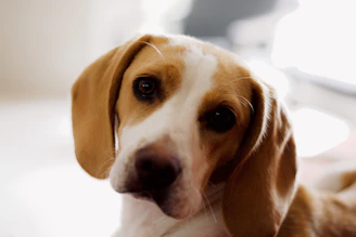 A close-up portrait of a curious beagle with soulful eyes and a slight head tilt.