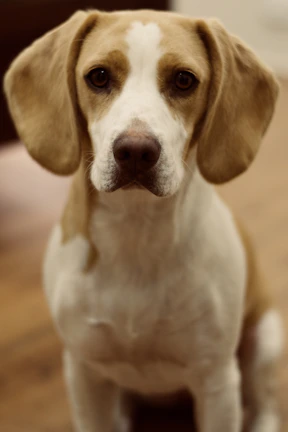Close-up of a beagle with a focused expression, ears perked during the trial.