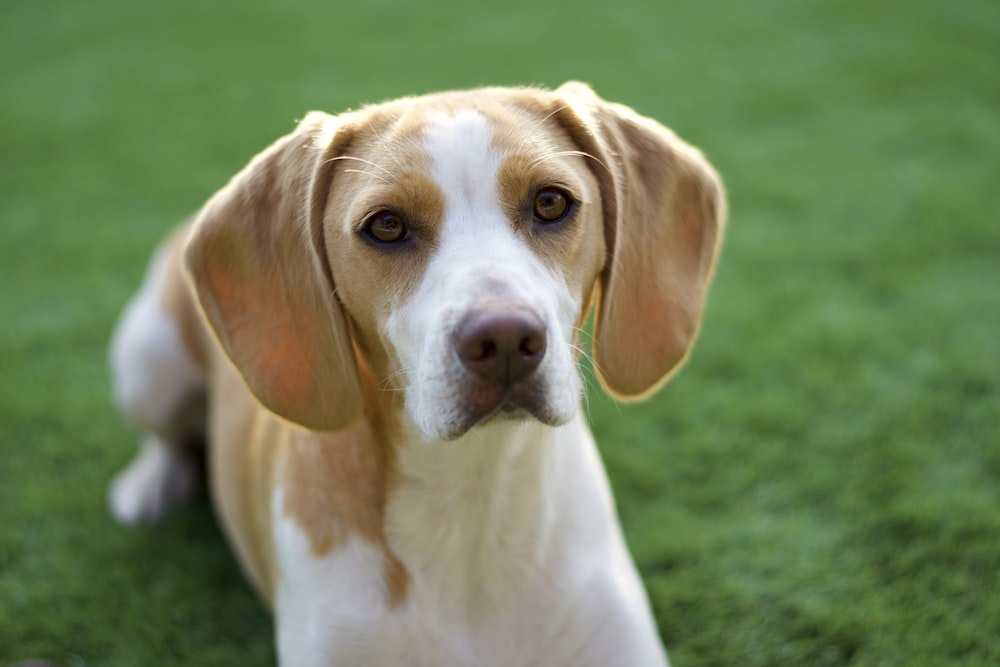 Haustier Hund legt sich hin