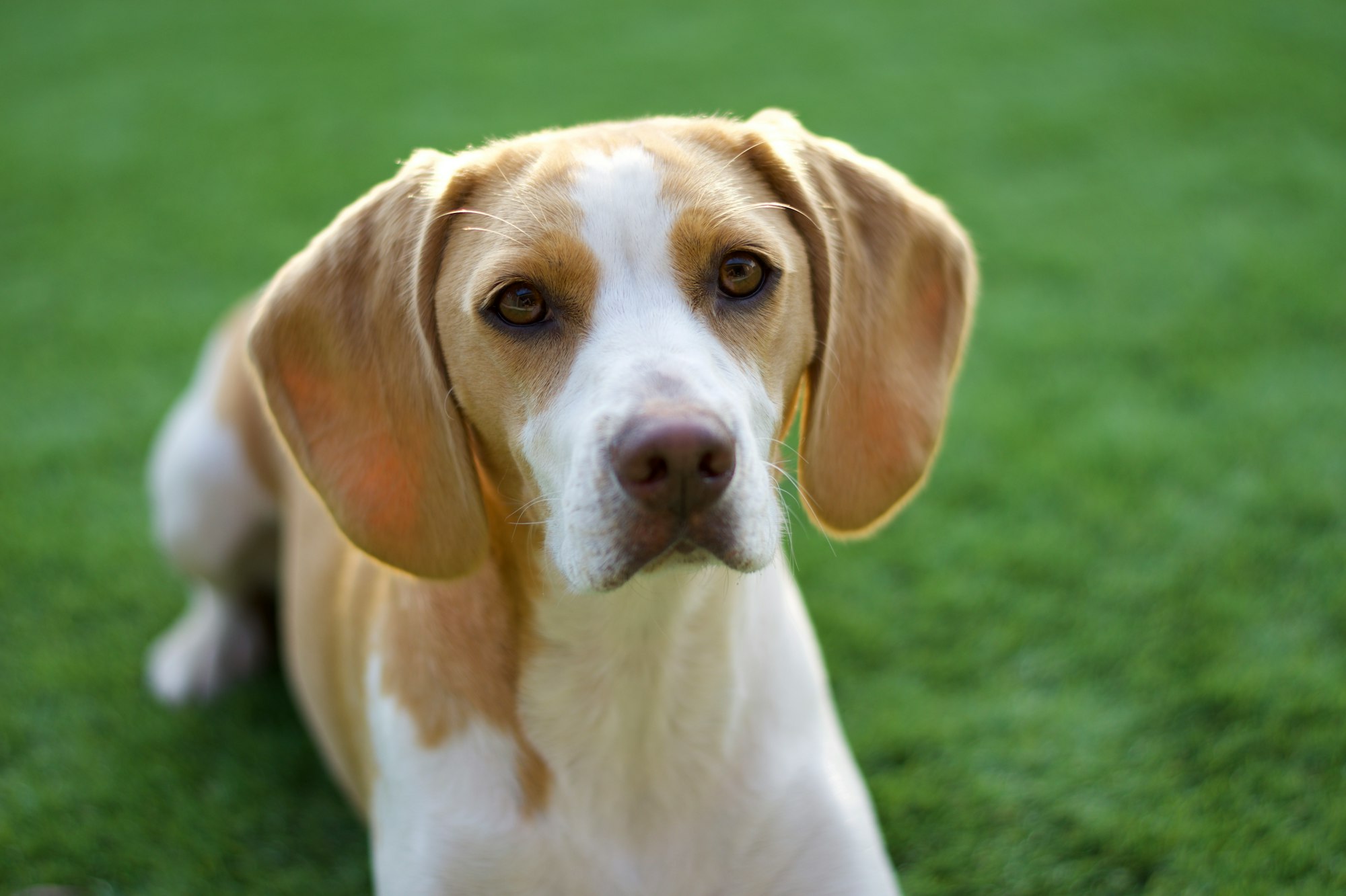 beagles-temperament