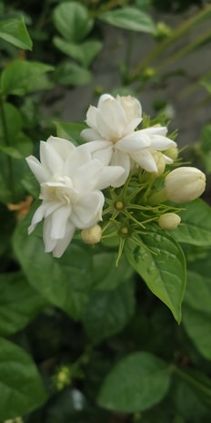 Close-up of jasmine flowers resting beside smooth white pearls on a wooden surface.