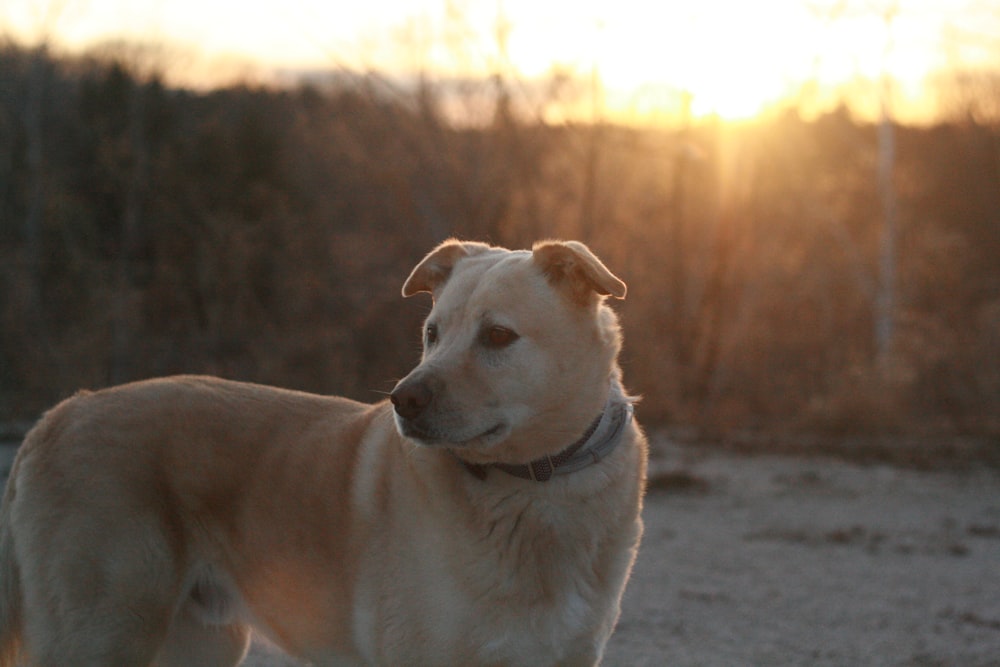 selective focus photography of adult short-coated tan dog