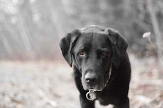 A black Labrador retriever with a gentle expression stands in an outdoor setting. The background is blurred, creating a soft focus and adding a serene atmosphere. The dog's eyes are expressive, conveying a sense of calmness and introspection.